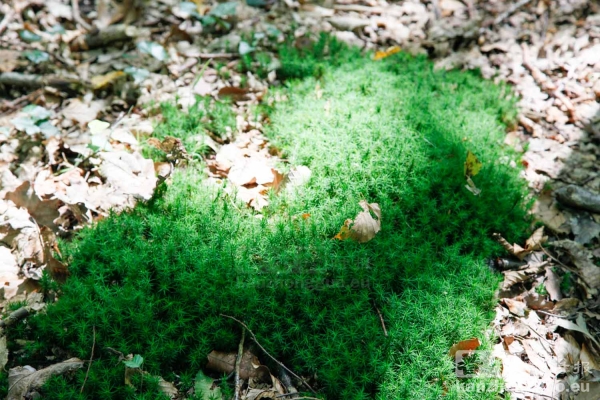 圣日耳曼昂莱森林(St Germain en Laye) 圣日耳曼昂莱森林(St Germain en Laye)
