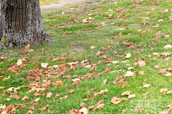 漫步香舒芒城堡花园 (Chateau de Champs-sur-Marne) 漫步香舒芒城堡花园 (Chateau de Champs-sur-Marne)