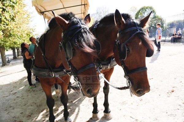 枫丹白露城堡公园 (Fontainebleau) 枫丹白露城堡公园 (Fontainebleau)