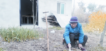 向从珍在菜园刨地。（网络图片）