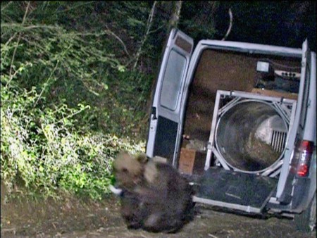 棕熊Balou在2006年被释放时只有4岁。(AFP/Getty Images) 棕熊Balou在2006年被释放时只有4岁。(AFP/Getty Images)