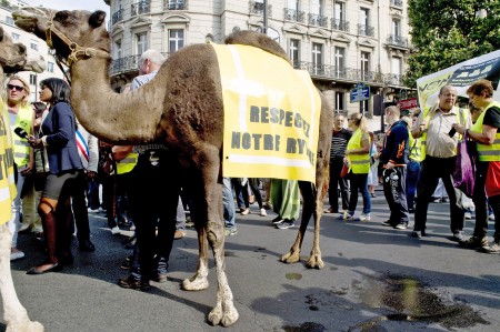 9月6日下午，几百名学生家长、学生和十来名民选官员在巴黎举行示威，抗议小学生上课时间改革。游行队伍中有两头骆驼，骆驼身上披着“尊重我们的节奏”的标语。（AFP/