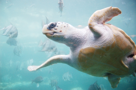 海龟(维基百科) 海龟(维基百科)