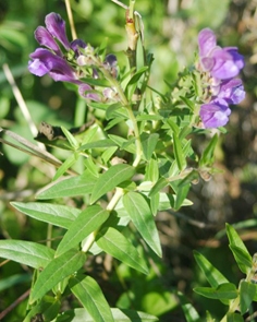 黄芩(维基百科) 黄芩(维基百科)
