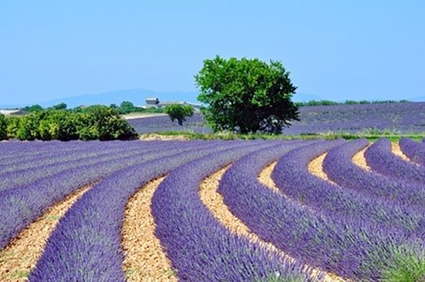 法国普罗旺斯的薰衣草地（123RF）