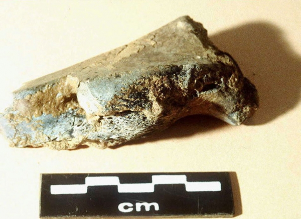 1990年,法国在布鲁尼盖勒洞穴200米深处的一个距今4万7千年的人造物体中,发现的一块熊桡骨。(AFP/Getty Images) 1990年,法国在布鲁尼盖勒洞穴200米深处的一个距今4万7千年的人造物体中,发现的一块熊桡骨。(AFP/Getty Images)