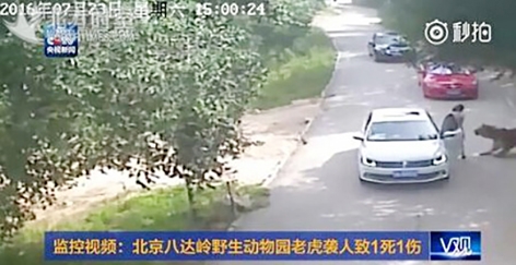 老虎咬人现场视频(截图) 老虎咬人现场视频(截图)