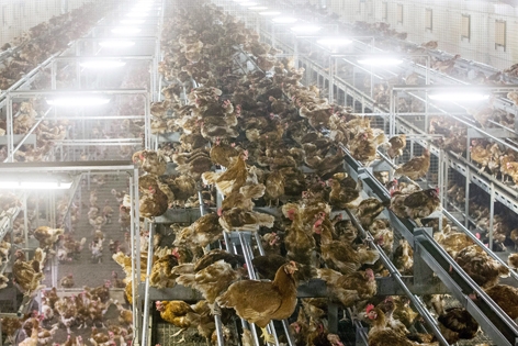荷兰一养鸡场(AFP/Getty Images) 荷兰一养鸡场(AFP/Getty Images)