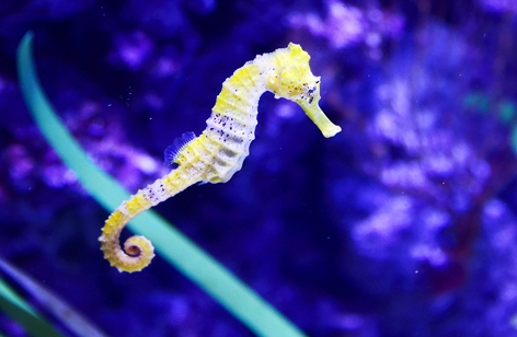 水族馆展出的海马(AFP/Getty Images) 水族馆展出的海马(AFP/Getty Images)
