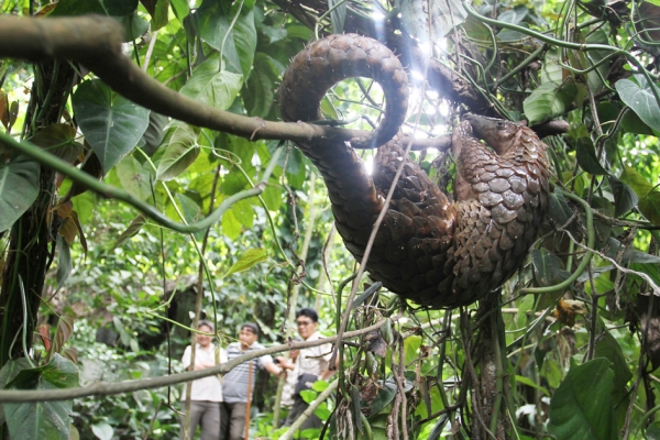 穿山甲 (AFP/GettyImages) 穿山甲 (AFP/GettyImages)