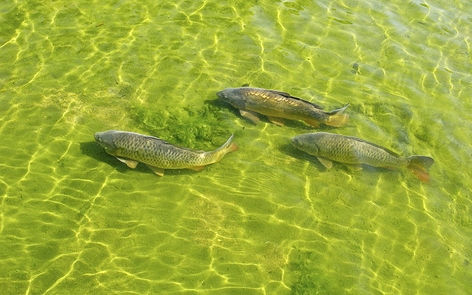 亚洲鲤鱼 (Type17 / 维基百科) 亚洲鲤鱼 (Type17 / 维基百科)