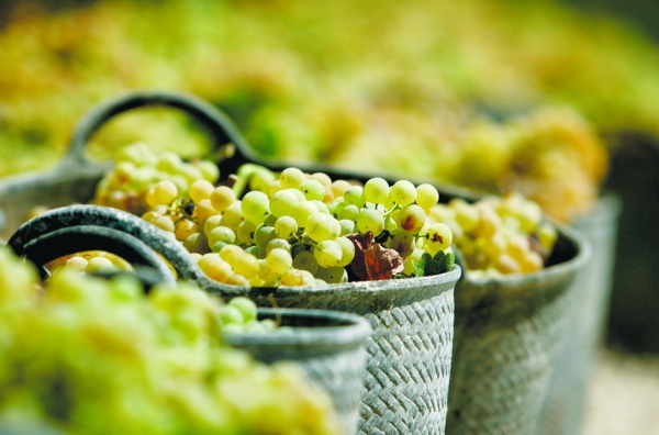 雪莉酒被誉为世界上最好的葡萄酒。(AFP/Getty Images) 雪莉酒被誉为世界上最好的葡萄酒。(AFP/Getty Images)