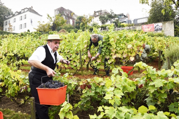 2014年的蒙马特葡萄丰收节(AFP/Getty Images) 2014年的蒙马特葡萄丰收节(AFP/Getty Images)