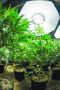 室内种植大麻(123RF) 室内种植大麻(123RF)