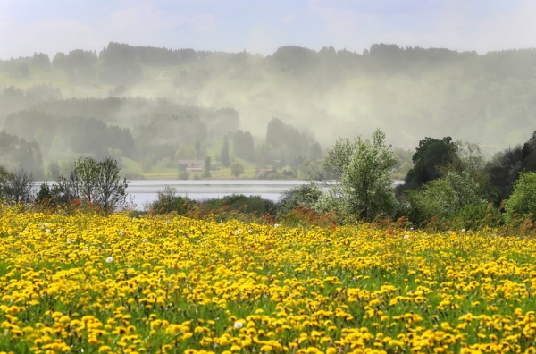 4月29日,德国南部Niedersonthofener See湖面上,花粉缭绕。(AFP/Getty Images) 4月29日,德国南部Niedersonthofener See湖面上,花粉缭绕。(AFP/Getty Images)