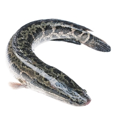 在中国,黑鱼为淡水名贵鱼类,有“鱼中珍品”之称。 在中国,黑鱼为淡水名贵鱼类,有“鱼中珍品”之称。