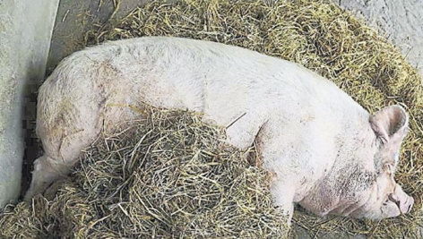 “猪坚强”近照 “猪坚强”近照