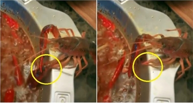 小龙虾自断钳子逃生 小龙虾自断钳子逃生