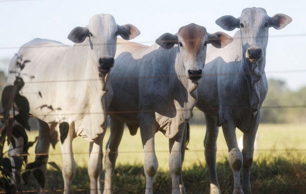 南美洲的牛、保加利亚森林里的树木、风力发电机、船舶、飞机都成了德国人偏爱的投资。图中为巴西的牛。(Getty Images) 南美洲的牛、保加利亚森林里的树木、风力发电机、船舶、飞机都成了德国人偏爱的投资。图中为巴西的牛。(Getty Images)