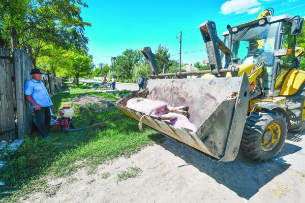 2018年8月9日,罗马尼亚南部的Lanurile村郊区,挖掘机正在运送宰杀后的死猪。(AFP/Getty Images) 2018年8月9日,罗马尼亚南部的Lanurile村郊区,挖掘机正在运送宰杀后的死猪。(AFP/Getty Images)