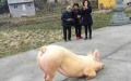 一猪长跪寺庙前 主人获悉太迟竟将其宰杀