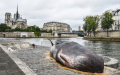 仿真抹香鲸搁浅塞纳河岸                  路人信以为真