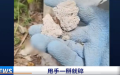 水泥砂浆用手一掰就碎。(图片来源：视频截图)