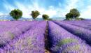 薰衣草之旅 寻找那个不一样的法国 