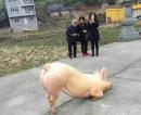 一猪长跪寺庙前 主人获悉太迟竟将其宰杀