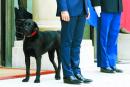 总统府新客    法国第一犬