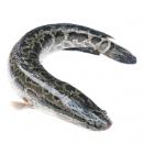 黑鱼“非法移居”美国弗州水库 