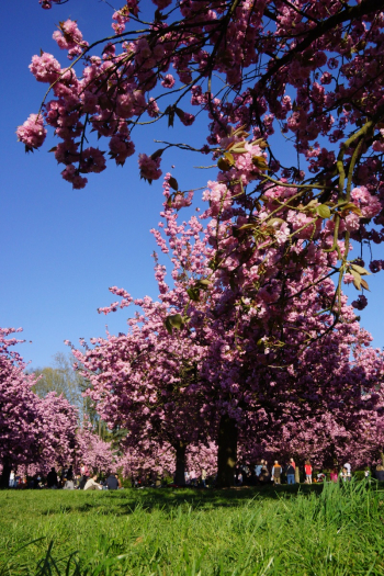 巴黎近郊苏镇公园Parc de Sceaux赏樱花