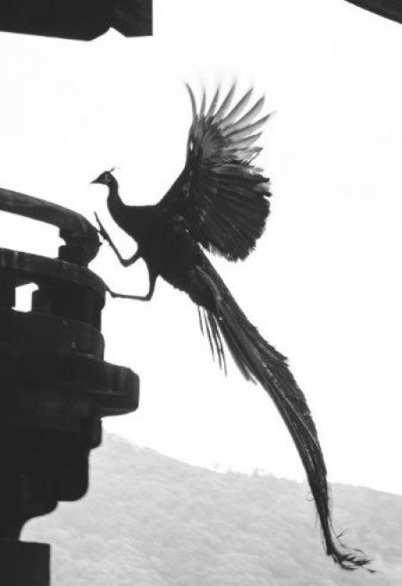 日本网友分享的照片中，一只身材纤细，有着斑斓羽毛的鸟类，昂首站在寺庙顶端，身后还拖着长长的五彩尾羽。（图片来源：@yasunosukegram推特撷图）