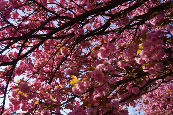 巴黎近郊苏镇公园Parc de Sceaux赏樱花