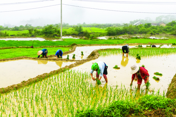  插秧中的农民 (Fotolia)