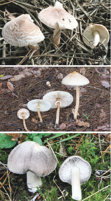 从上至下依次为肉褐鳞环柄菇、大环柄菇和口蘑。(维基百科)(编辑注:请不要根据以上图片采摘蘑菇。)