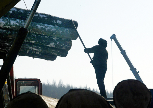 世界自然基金会曾在2005年3月8日的一份报告中警告,中国经济快速增长导致对木材的需求激增,可能对全球森林造成破坏性影响。中国已成为俄罗斯,马来西亚和印度尼西亚等国家木材和纸浆的主要进口国,现已可能成为被非法采伐或交易的木材的主要目的地之一。图为一名男子在中俄边境小镇绥芬河的一家工厂耙伐木材。(AFP/Getty Images)