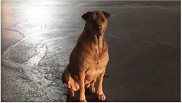 贝丝蒂的爱犬“公主”