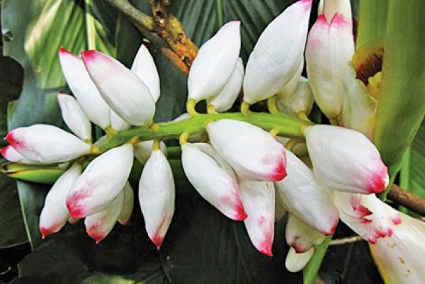 豆蔻花开成串似葡萄,数量盛多。古人曾用豆蔻花形容女子的美丽。(公有 领域)