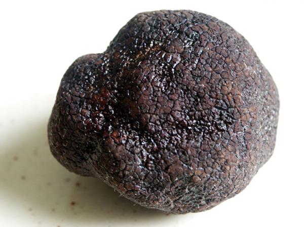 黑松露(Wazouille/维基百科)