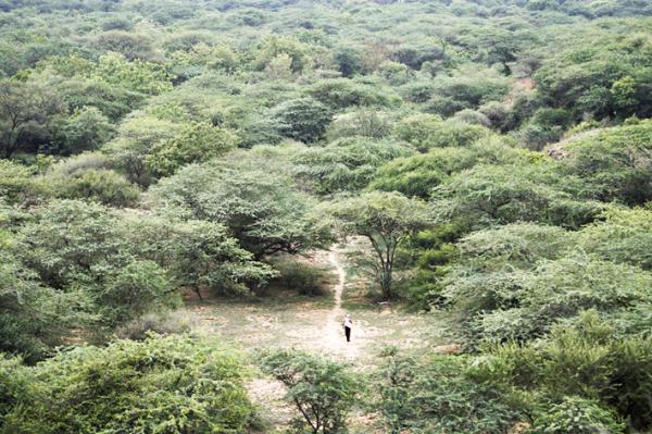 为了爱情,印度“愚公”用了自己一生的时间来种树。(Getty Images)