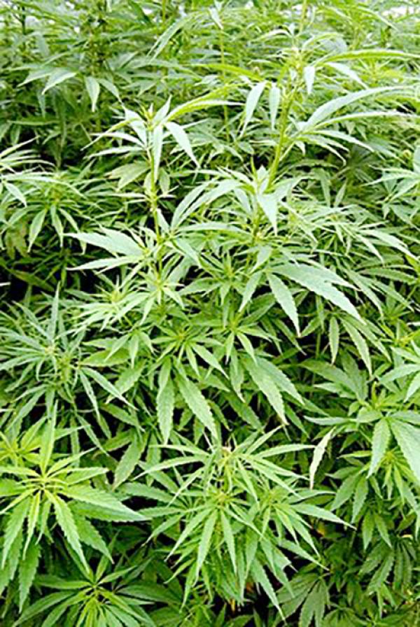 大麻(维基百科)