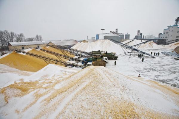 图为中国吉林省玉树市的一个国家粮食储备库卸载玉米的场面。(China Photos/Getty Images)