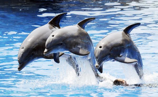 马德里动物园的海豚,摄于2010年。(AFP/Getty Images)