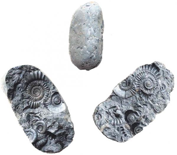 多恩10岁时捡到的石头居然是侏罗纪时的菊石化石!