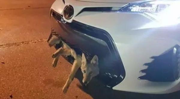 一只郊狼被车子一撞,嵌入车头,被迫“游车河”20英里。