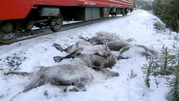 饿死的驯鹿(Getty Images)