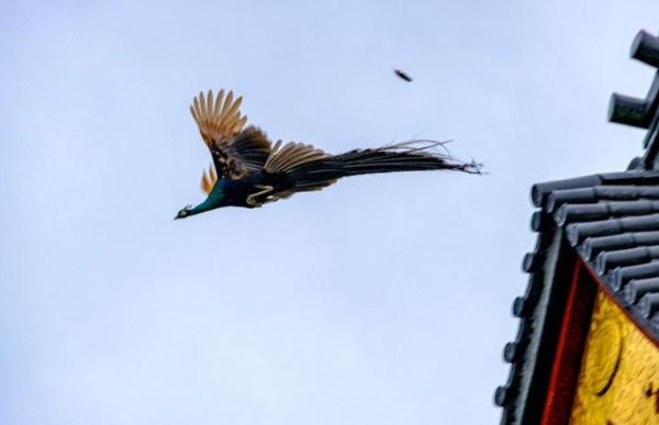 寺庙顶端上的鸟展开了斑斓的翅膀,一跃飞翔,斑斓翅膀的模样既梦幻又令人惊艳,不少网友都觉得看到了传说中“凤凰”。