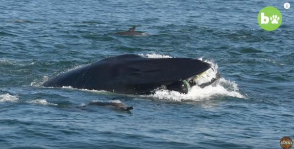 他的上半身被布氏鲸含在嘴里。(图片来源:Youtube视频截图)