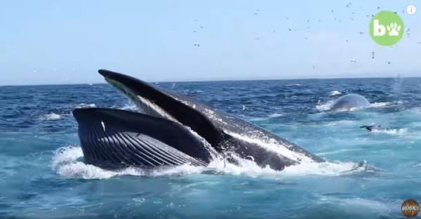 能够亲眼见到海洋中的鲸鱼,对一般人来说已属相当难得。(图片来源:Youtube视频截图)